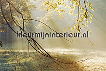 mornig sun rays fotomurales Noordwand Evolutions II 1180