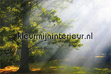 mystic forest fotomurales Noordwand Evolutions II 1181