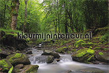 Green forest fototapeten Noordwand weltkarten 