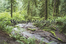 river in forest fotomurales Noordwand Evolutions II 1187
