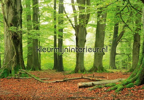 the beech grove fotobehang Bossen