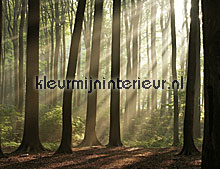 Misty Forest fottobehaang Noordwand Evolutions II 1178