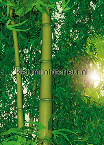 Bamboo fotobehang Bossen Papermoon