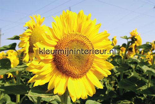 sunflower photomural 1182 Evolutions II Noordwand