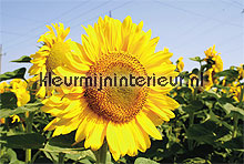 sunflower fottobehaang Noordwand Evolutions II 1182