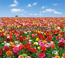 flowers field fottobehaang Noordwand Evolutions II 1183