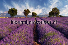 Lavender fotobehang AS Creation XXL Wallpaper 0310-1