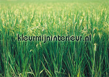 Grass fotobehang AS Creation XXL Wallpaper 0311-3