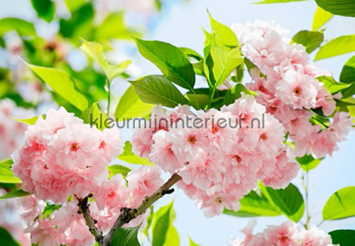 Sakura Blossom fotomurales 00133 Ideal-Decor Poster Ideal Decor