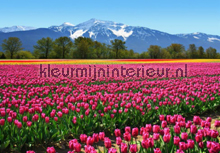 Tulips photomural Ideal Decor Ideal-Decor Poster 00137