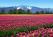 Tulips fotomurales Ideal Decor oferta 