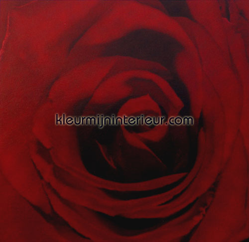 red rose fototapet Evolutions