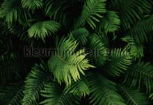 Giant ferns fototapet Kleurmijninterieur All-images