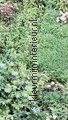 Wandpaneel Vertical Garden fototapet 67187007 Accent Caselio