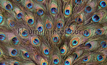 Peacock Feathers fotomurales Animals Kleurmijninterieur