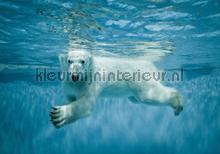 Polar bear swimming fotobehang Animals Kleurmijninterieur
