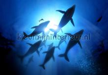 Shadow sharks fotobehang Animals Kleurmijninterieur