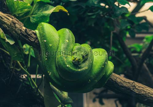 Snake folded on a branch fototapeten Animals Kleurmijninterieur