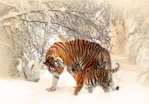 Tigers in winterlandscape fotobehang Animals Kleurmijninterieur