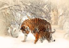 Tigers in winterlandscape fototapet Kleurmijninterieur All-images