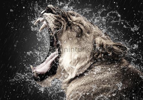 Close up roaring lioness fotobehang Animals Kleurmijninterieur