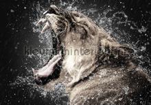 Close up roaring lioness fototapet Kleurmijninterieur All-images