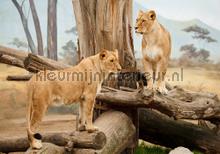 Lionesses fotomurales Kleurmijninterieur Todas-las-imgenes