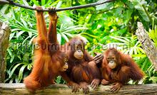 Oeran oetang friends fotobehang Animals Kleurmijninterieur