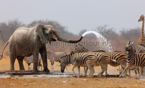 Africa fotomurales Animals Kleurmijninterieur