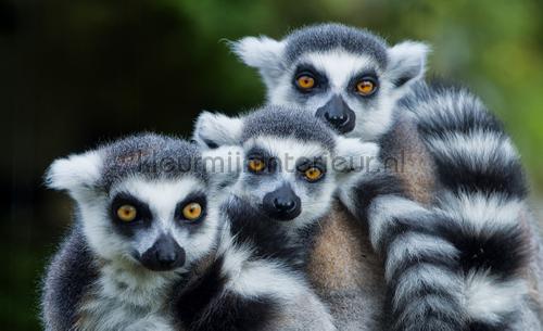 Lemur fotomurales Animals Kleurmijninterieur