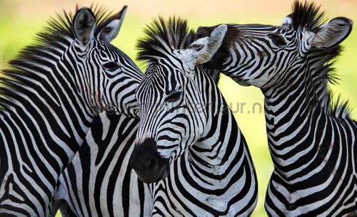 Zebra fototapeten Animals Kleurmijninterieur