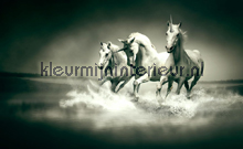 Black and white galloping horses fotomurais Kleurmijninterieur Todas-as-imagens