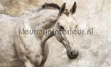 Horse fotomurais Kleurmijninterieur Todas-as-imagens