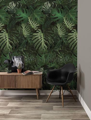 monstera fottobehaang wp-500 intrieur Kek Amsterdam