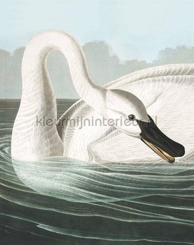 trumpeter swan fottobehaang pa-001 intrieur Kek Amsterdam