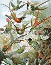 exotic birds papier murales Kek Amsterdam Flora en Fauna pa-023