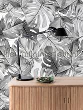 monstera wallcovering Kek Amsterdam Flora en Fauna wp-583