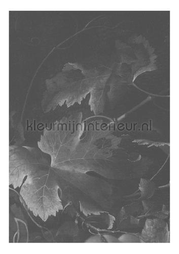 Black & White Flowers fotomurales WP-341 Golden Age Flowers Kek Amsterdam