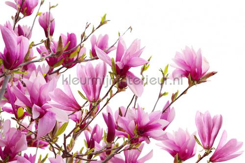 Magnolia fotobehang r10591 Greenhouse Rebel Walls