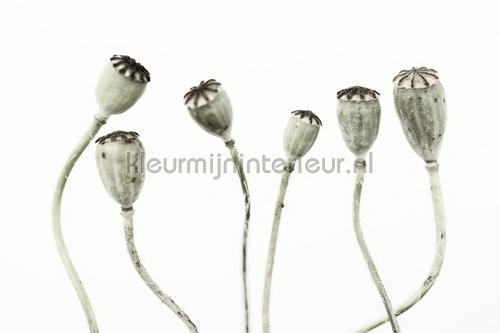 Simple Seedpod fotomurales r12991 Greenhouse Rebel Walls