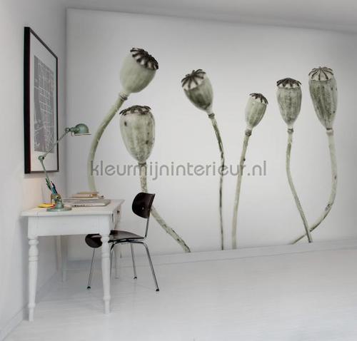 Simple Seedpod fotomurales r12991 Greenhouse Rebel Walls