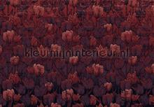 tulipe photomural hx8-051 Flowers - Plants Komar