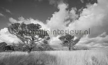 Hoge Veluwe fotomurales Noordwand Holland 0117