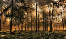 Herfstochtend fotomurales Noordwand Holland 0224