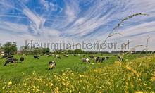 Koeien in de wei fotomurales Noordwand Holland 1016