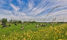 Koeien in de wei fototapeten Noordwand weltkarten 