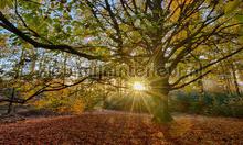 Oude Beukenboom fotomurali Noordwand Sun Mare Spiaggia 