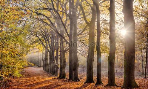 Beukenlaantje herfst fotomurales 2144 Holland Noordwand