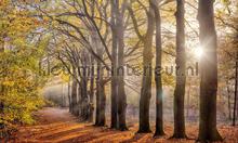 Beukenlaantje herfst fototapeten Noordwand Holland 2144