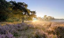 Ederheide zonsopgang fotomurales Noordwand Holland 2152